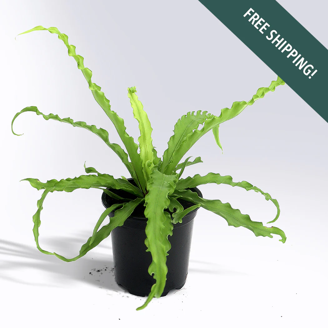 Pet-Friendly Plants