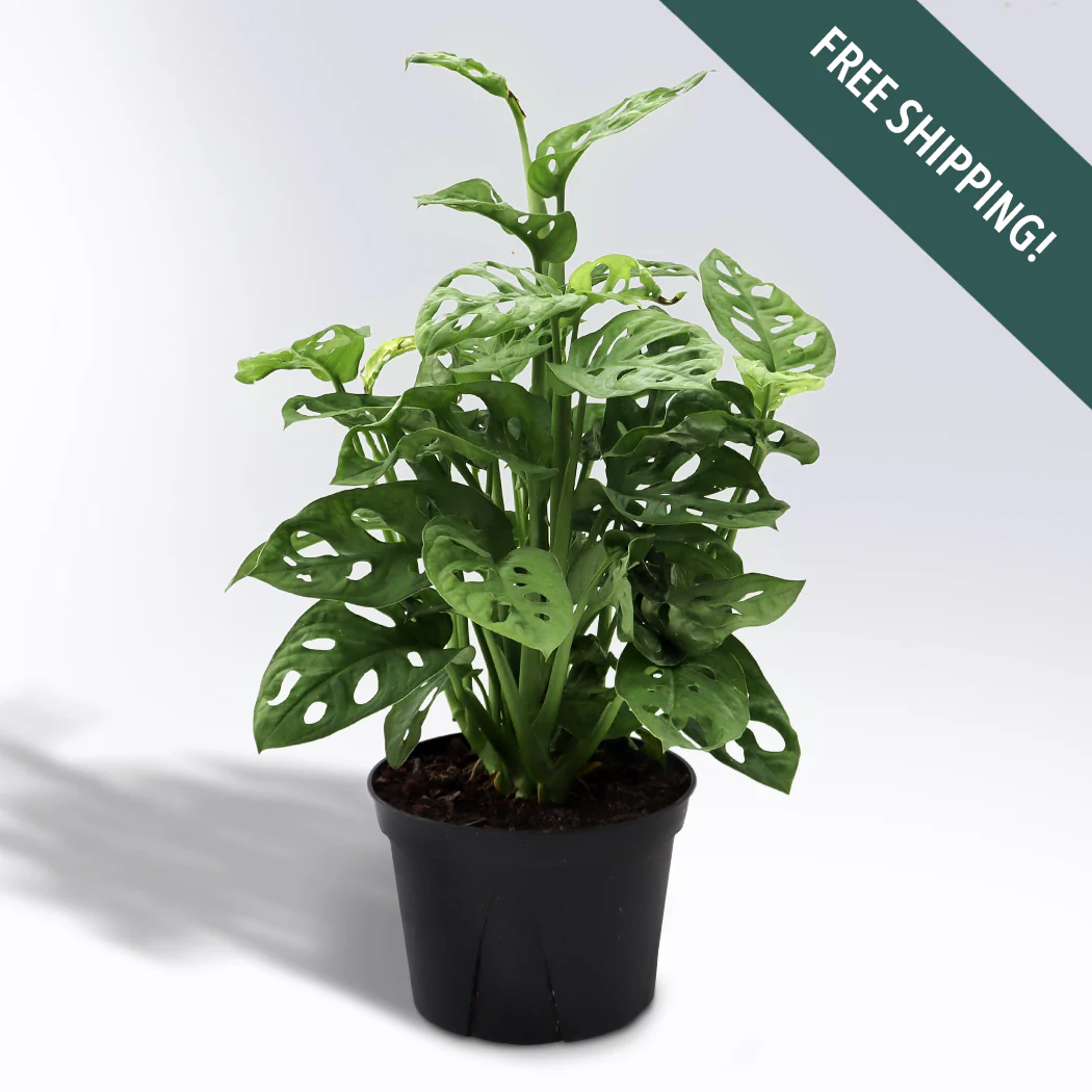 Beginner Plants