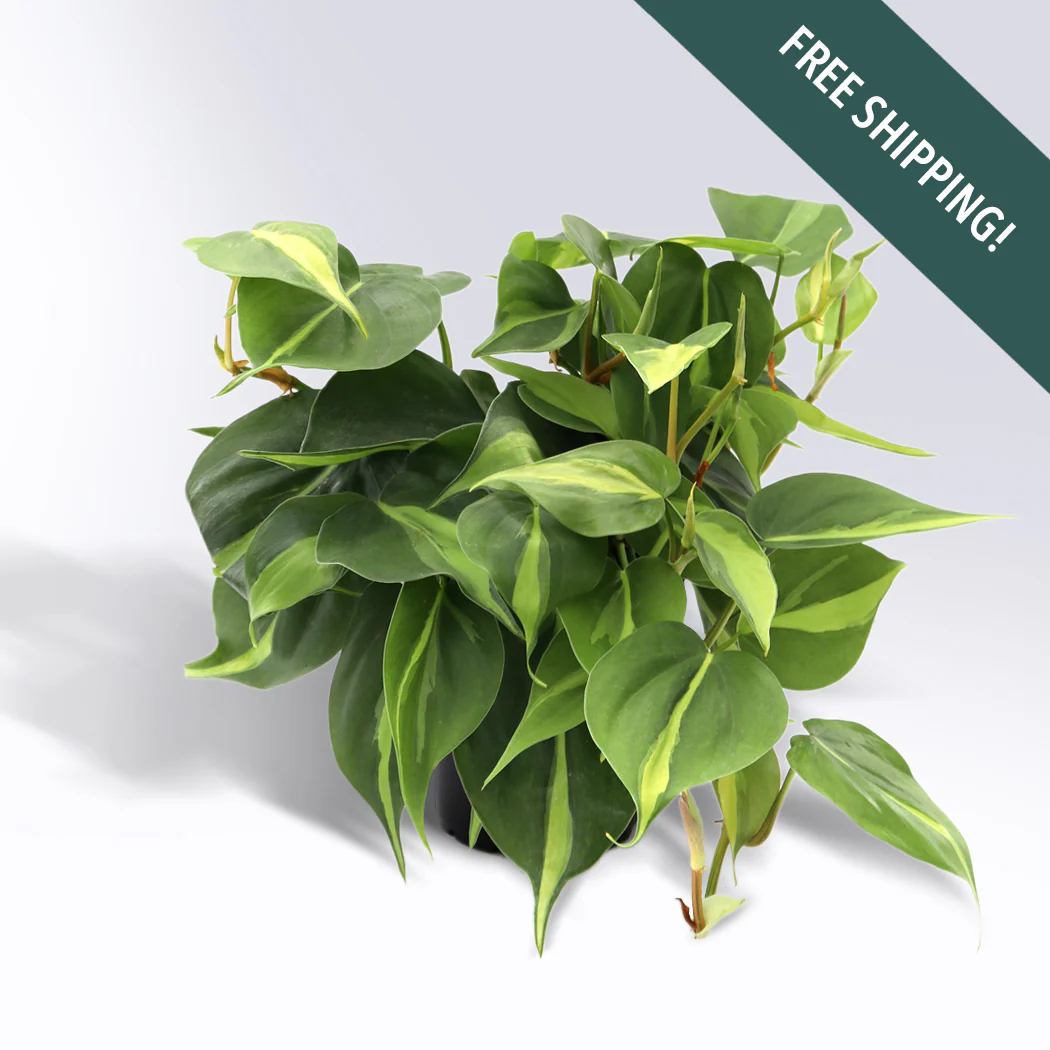 Featured Plants